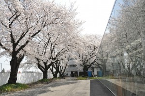 桜_KAIT工房前